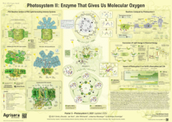Photosystem II: Enzyme That Gives Us Molecular Oxygen, Agrisera Educational Poster Collection, Poster 5, 2021
