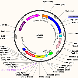 Mechanomics pCGIT-hCAV1 - plasmid map