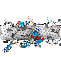 Molecular Dynamics Simulation Videos for F+, F and DA+