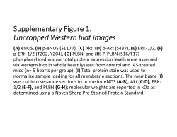 Gestational arsenite exposure alters maternal postpartum heart size and induces Ca<sup>2+</sup>-handling dysregulation in cardiomyocytes