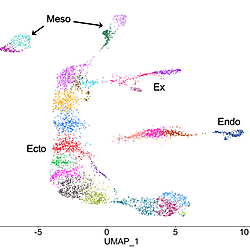 Gene expression patterns from single-nucleus RNA-seq of early germ-band stage embryos of the spider <i>Parasteatoda tepidariorum</i>.