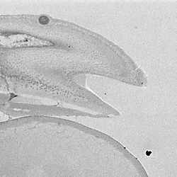 The genal gland of<i> Nasonia giraulti </i>(Hymenoptera: Pteromalidae), SBFSEM.