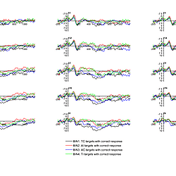 ERP evidence for the facilitation of typical translation equivalents in bilingual processing - DATASET