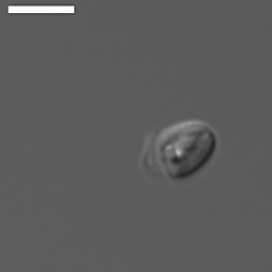 Goniomonad species imaging data