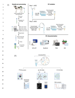 Bovine fecal extracellular vesicles: A novel noninvasive tool for understanding gut physiology and pathophysiology in calves