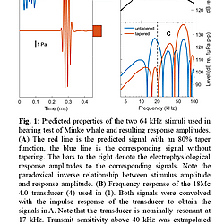 Minke whales are not likely to hear ultrasound