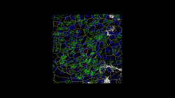 3D confocal movie of differentiated small airway epithelial cells at the air-liquid interface