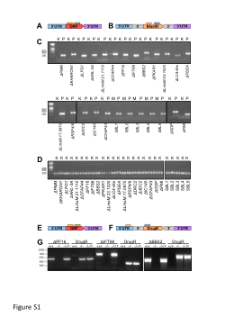 Beneke, Neish et al. Supplementary Figure