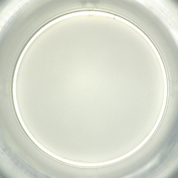 qPCR and ELISPOT.rar