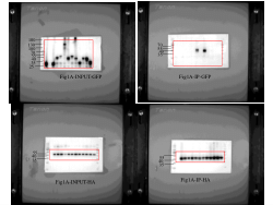 <b>PRRSV evades innate immune cGAS-STING antiviral function via its Nsp5 to deter STING translocation and activation</b>