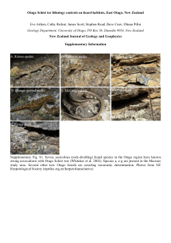 Otago Schist lizard habitat