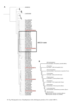 <b>An ATP-binding cassette subfamily C is crucial for flavonoid sequestration in the domestic silkworm, </b><b><i>Bombyx mori</i></b>