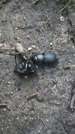 Field observation of <i>Dorcus parallelipipedus</i> feeding on the remains of <i>Lucanus cervus</i> <i>cervus</i>(Coleoptera: Lucanidae)