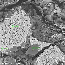 Unraveling Fluid–Rock Coupling in Mudstone Fault Zones: Experimental Perspectives from Southwestern Taiwan