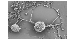 MSC T Cell nanotube EM Images.pptx
