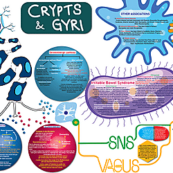 The Gut-Brain Axis "Crypts & Gyri": A Digital Poster