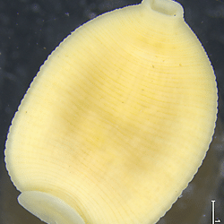 Data from: Mollusc-associated leeches from Manipur with the first records of two invasive <i>Helobdella</i> species from India (Hirudinida: Glossiphoniidae)