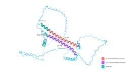 Fig. 12B - Structural prediction of the putative 1st, 2nd TM domains, and Nogo-66 for Nogo-B