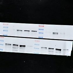 Identification and antiviral mechanism of a novel chicken-derived interferon-related antiviral protein targeting PRDX1