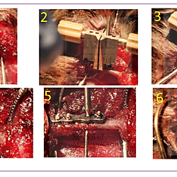Femoral Plate Implantation in Mouse Models for Preclinical Bone Regeneration Studies