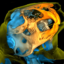 Craniofacial region of a rabbit with bone and soft tissue contour