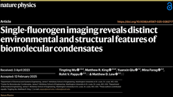 Summary: Single-fluorogen imaging reveals distinct environmental and structural features of biomolecular condensates