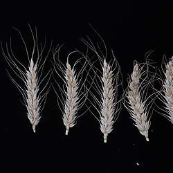 Original images of old version Fig 6b, 6d, revised version Fig 6b, 6d, and original images of Fig 8c of the NCOMMS-23-63048A (Fumarylacetoacetate hydrolase targeted by a Fusarium graminearum effector positively regulates wheat FHB resistance).