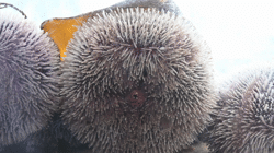 Developmental and Marine Biology Tutorials and Project Reports