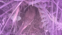 <b>Cuckoo parasitism promotes host egg recognition: Evidence for template imprinting of parasitic eggs</b>