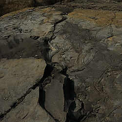 Cambrian Psammichnites