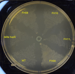 <i>S. venezuelae</i> plate growth assay 2025