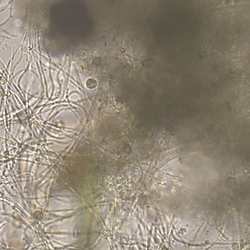 Light microscope images of microbial mats from experiment 1, day 60