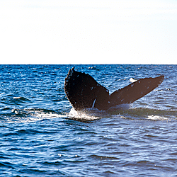 Derville et al. 2025: Humpback whale photos (batch 4)