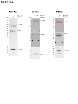 Tropisetron Suppresses Chronic Pancreatitis and Pancreatic Cancer by Blocking Interleukin 33 Expression