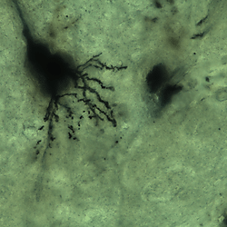 Golgi Cox Stained lncRNA ADEPTR Knockout adult mice brains