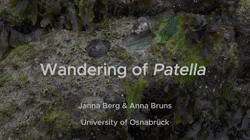 Developmental and Marine Biology Tutorials and Project Reports