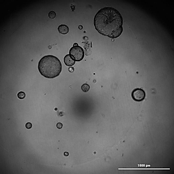 Stemness Images Figure 4