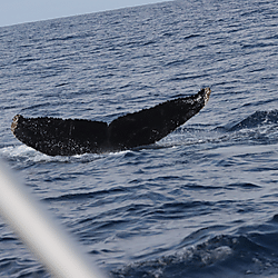Derville et al. 2025: Humpback whale photos (batch 3)