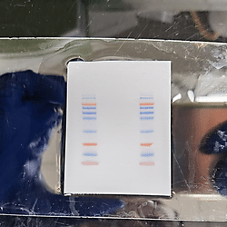 Western Blotting Raw Data of Cell Cycle Arrest