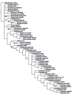 Supplementary figures of the paper "Description of two new species of Cenophengus (Coleoptera: Phengodidae), with an assessment of their phylogenetic position in the genus" by Vega-Badillo and Roza