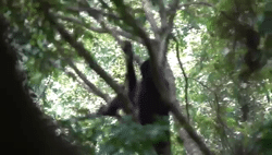 <b>When gibbons meet partridges: </b><b>testing for heterospecific vocal mimicry in a conspecific functional context</b>