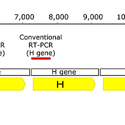 Measles vaccine virus RNA in children more than 100 days after vaccination - MeV genome.