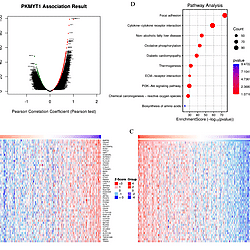 Exploring PKMYT1 as a potential marker for colorectal cancer progression through bioinformatics analyses and experimental validation