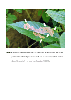 Supporting Information of Sawada et al. (2025)