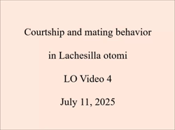 Courtship and mating behavior in Lachesilla otomi.