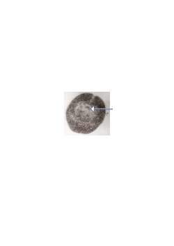 <b>Three Experimental Animal Parasite Models for Assessing Anthelmintic Efficacy and Immunopotentiating Properties of Natural Products: Protocols and Applications</b>
