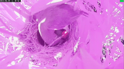 <b>No effect of actual parasitism risk on egg rejection in two sympatric breeding cuckoo hosts</b>