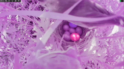 <b>Effect of egg color and actual parasitism rate on egg rejection in two sympatric breeding cuckoo hosts</b>