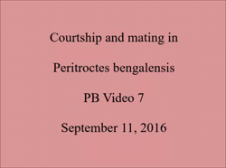 Courtship and mating in <i>Peritroctes bengalensis</i>