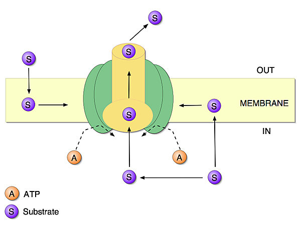 Simplified Cartoon Of P Glycoprotein Structure And Function The P Glycoprotein Molecule Spans The Cell Membrane And In This Way Is In Contact Not Only With The Membrane But Also The Inside And The